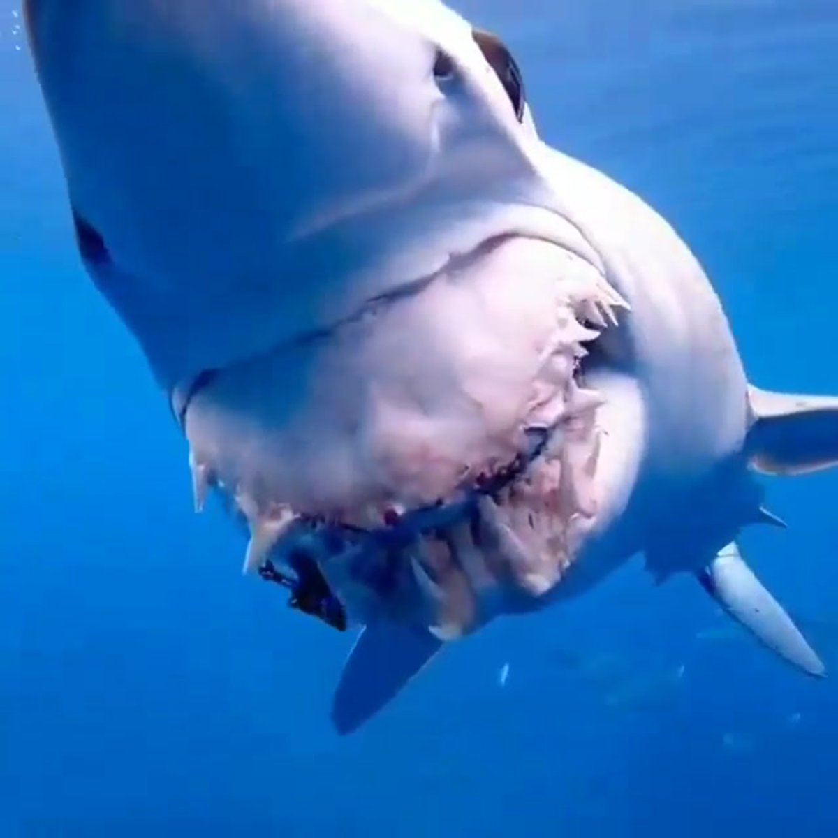 Акула на белом фоне