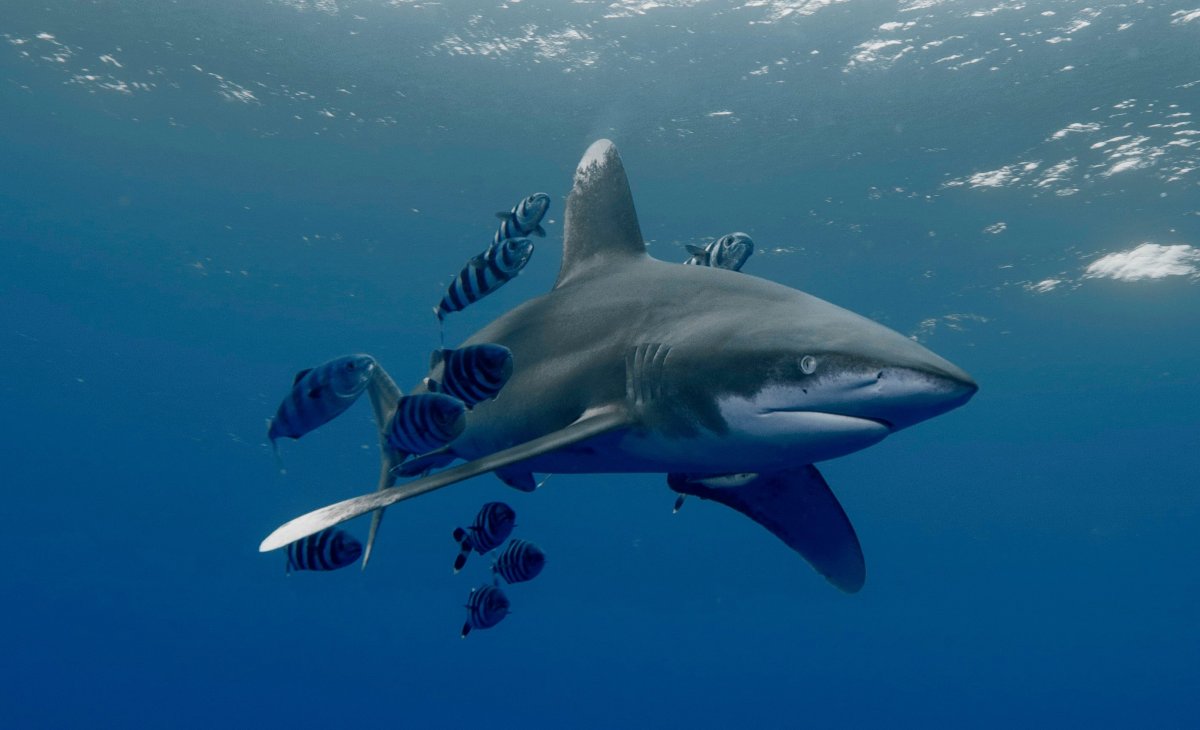 Орка Касатка