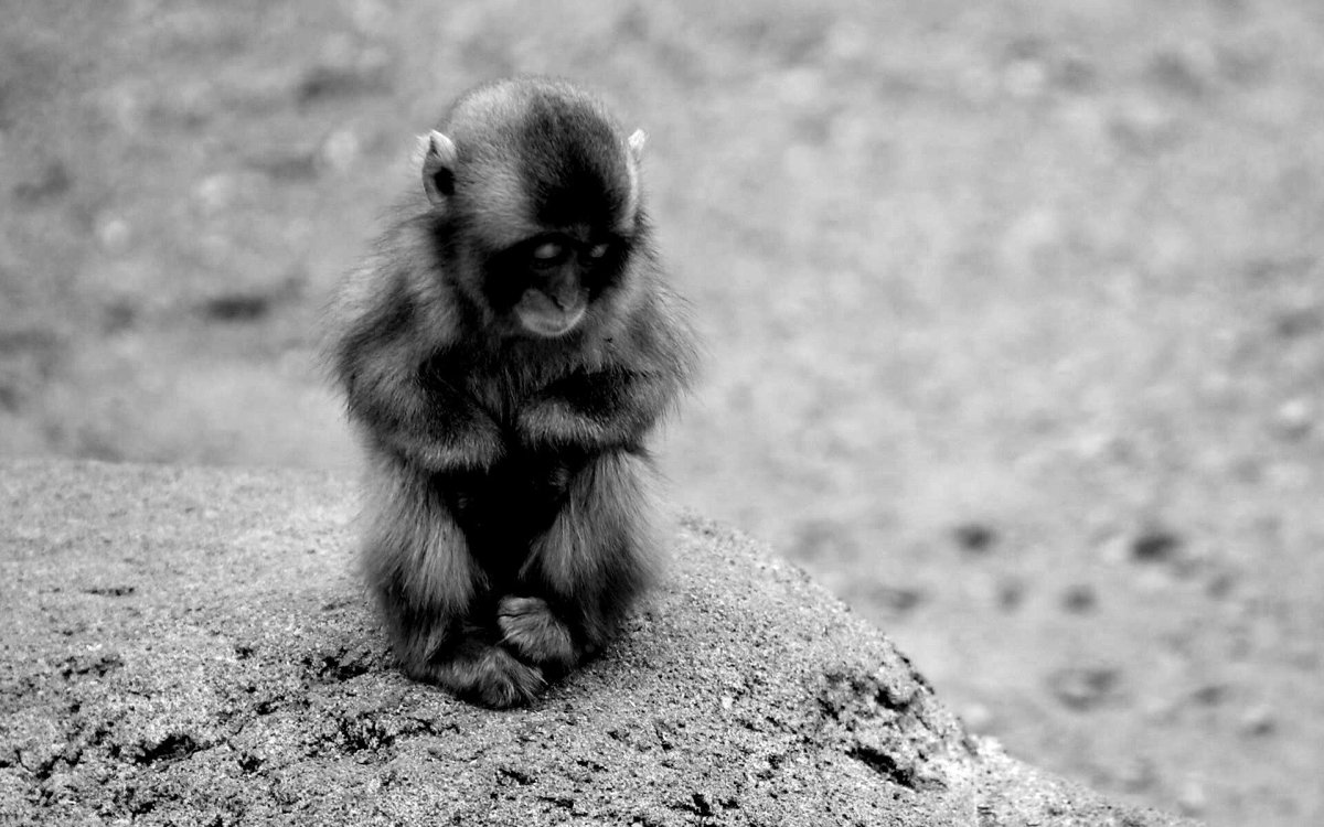 Маленькая обиженная мартышка