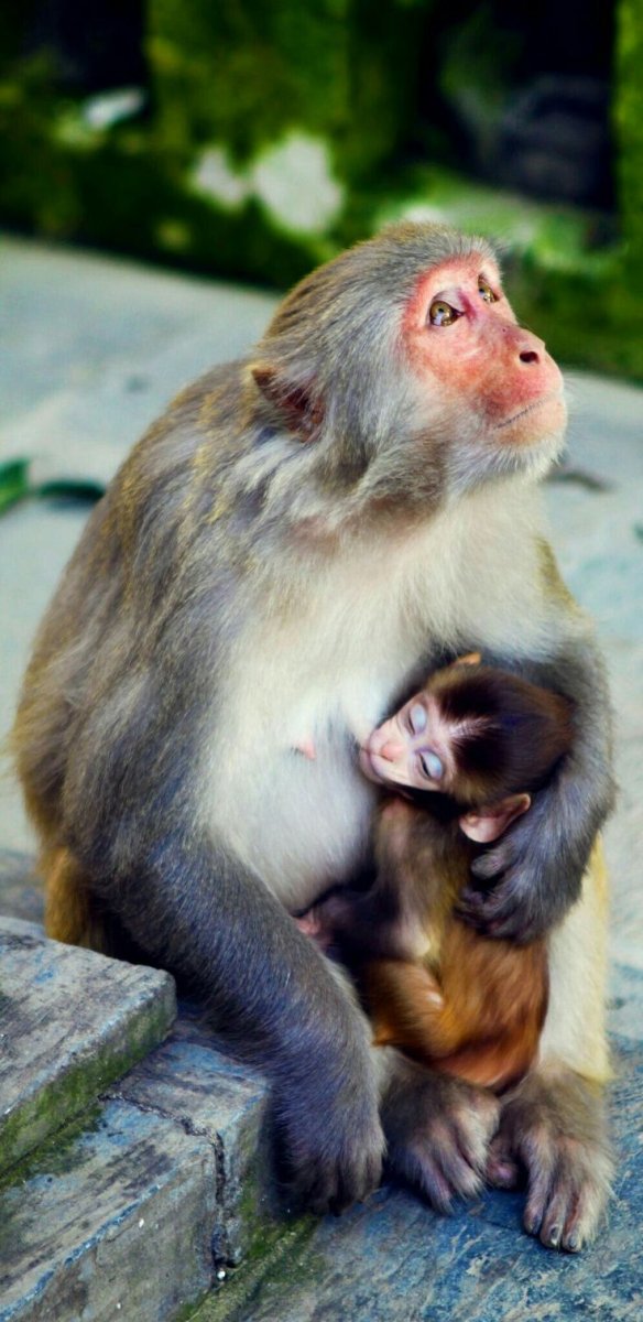 Обезьянка обиделась