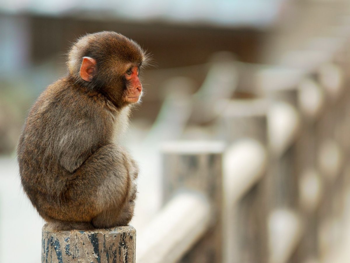 Сидячая обезьяна