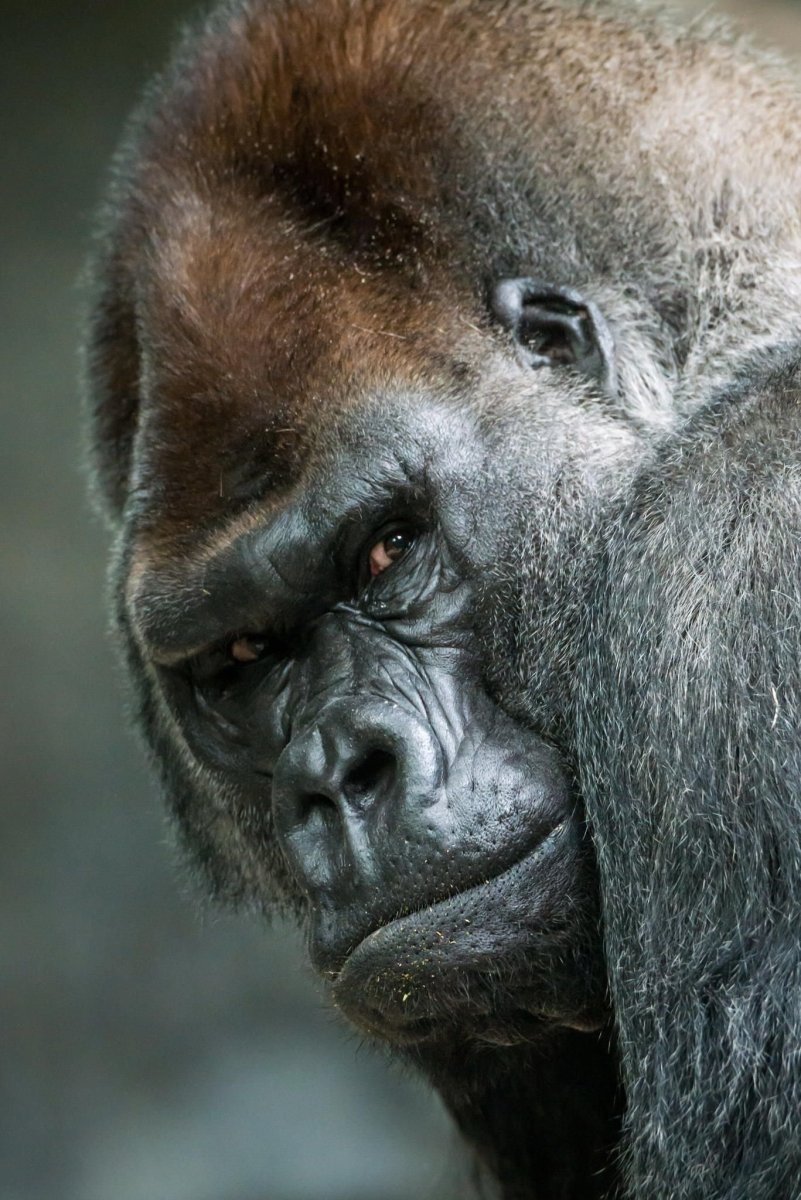 Страшная горилла