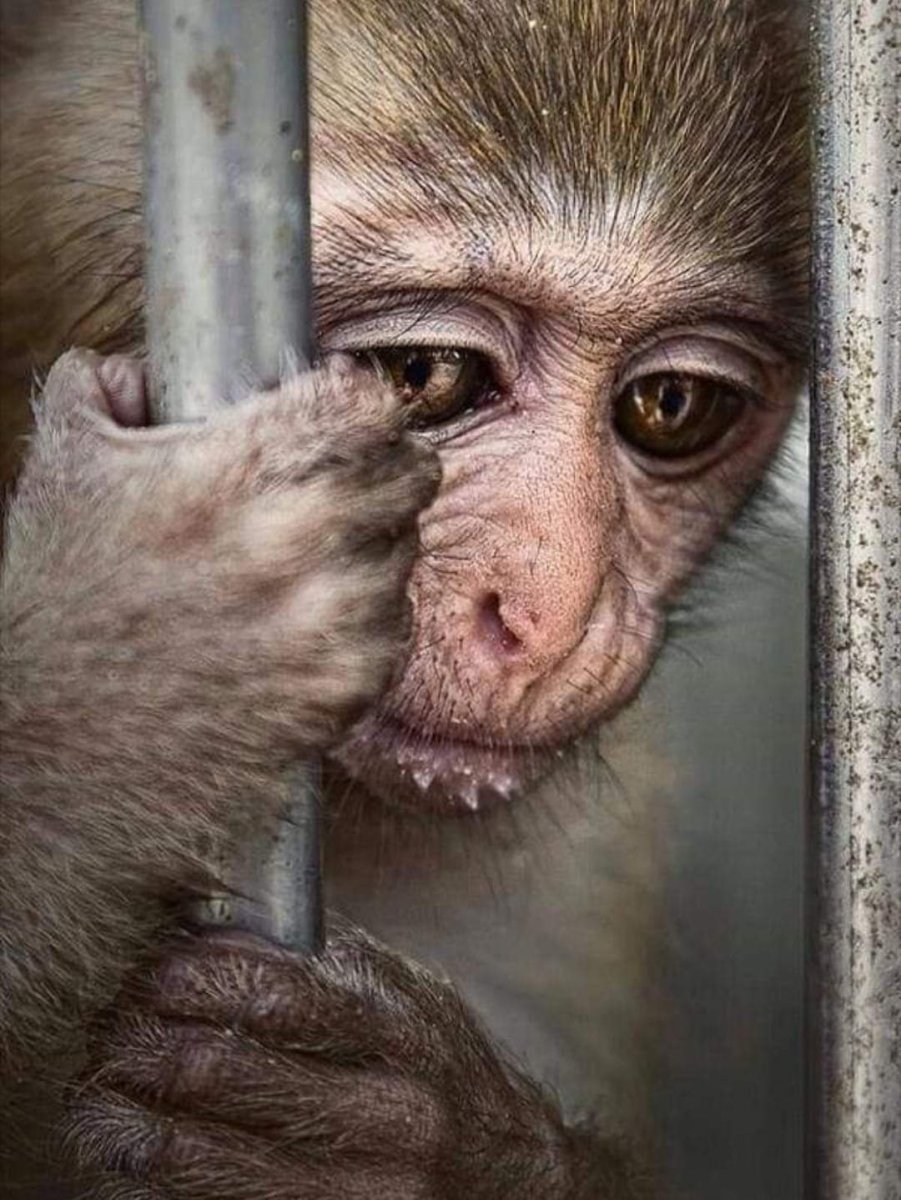 Обезьянка плачет