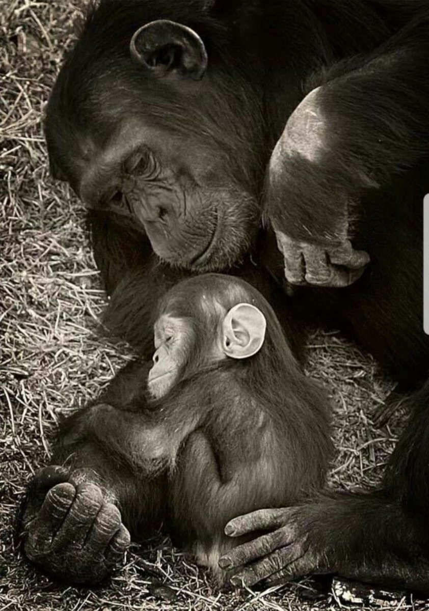 Обезьяна с малышом