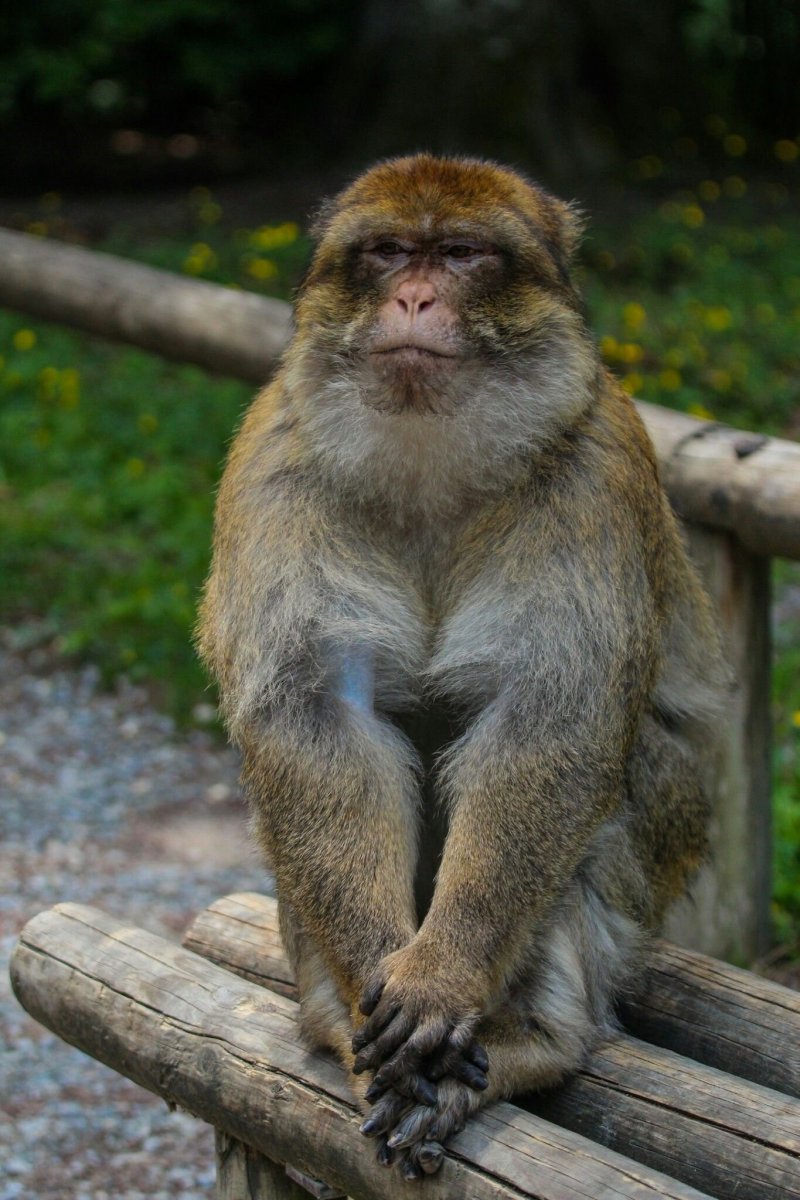 Недовольная обезьяна