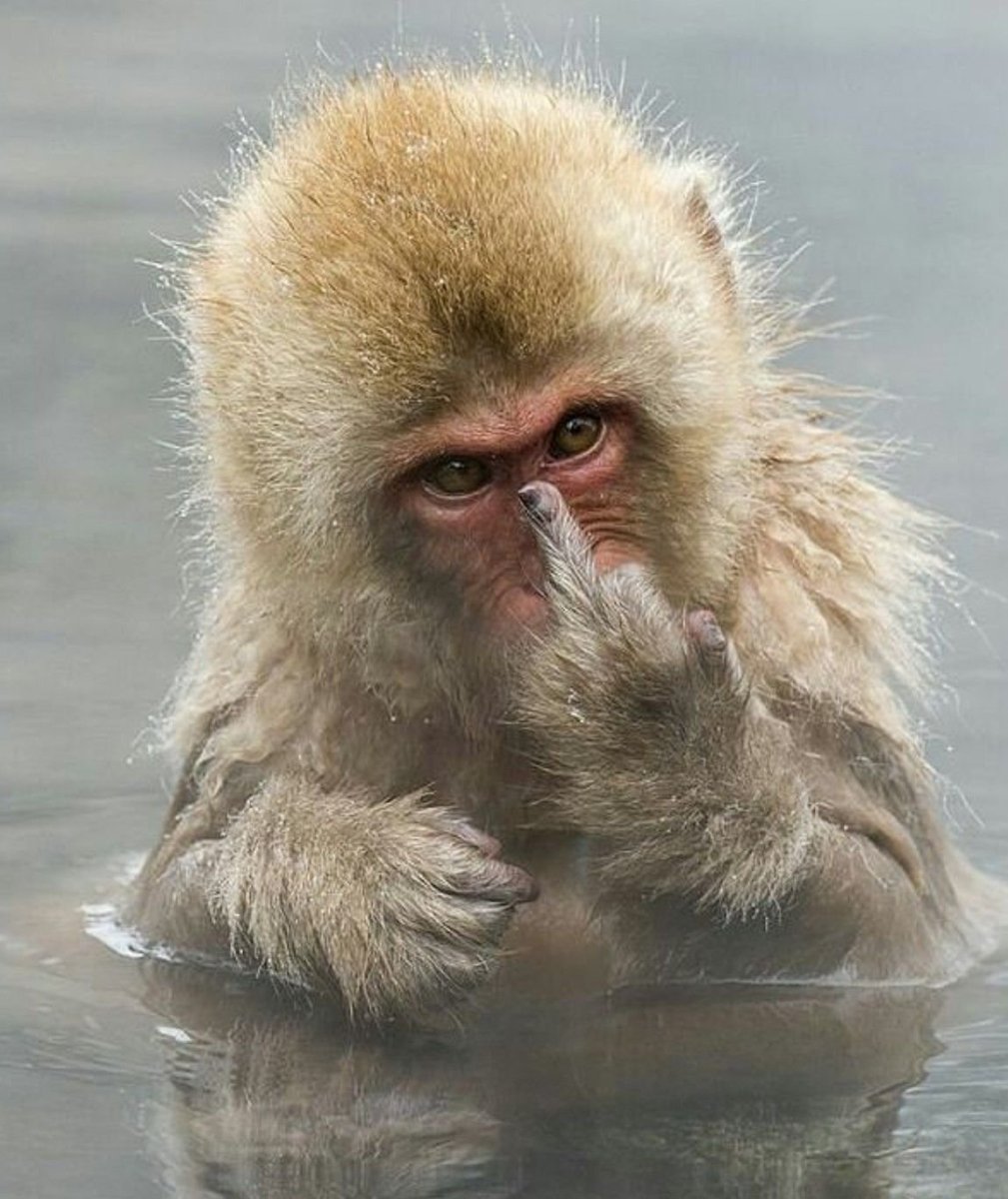 Обезьяна обиделась