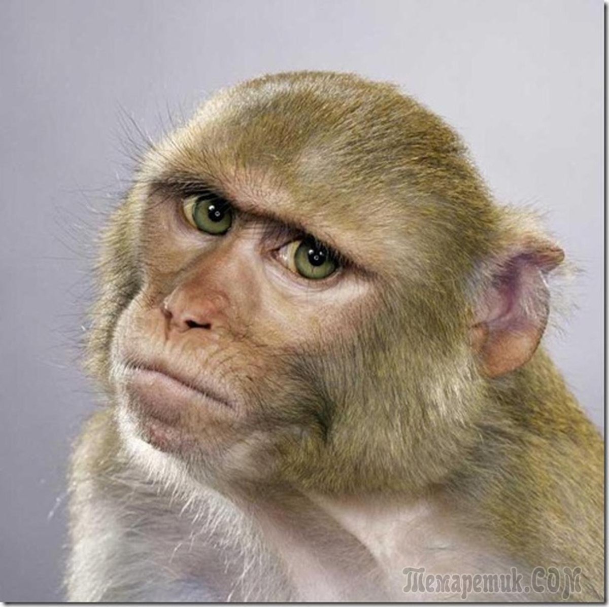 Недовольная мартышка