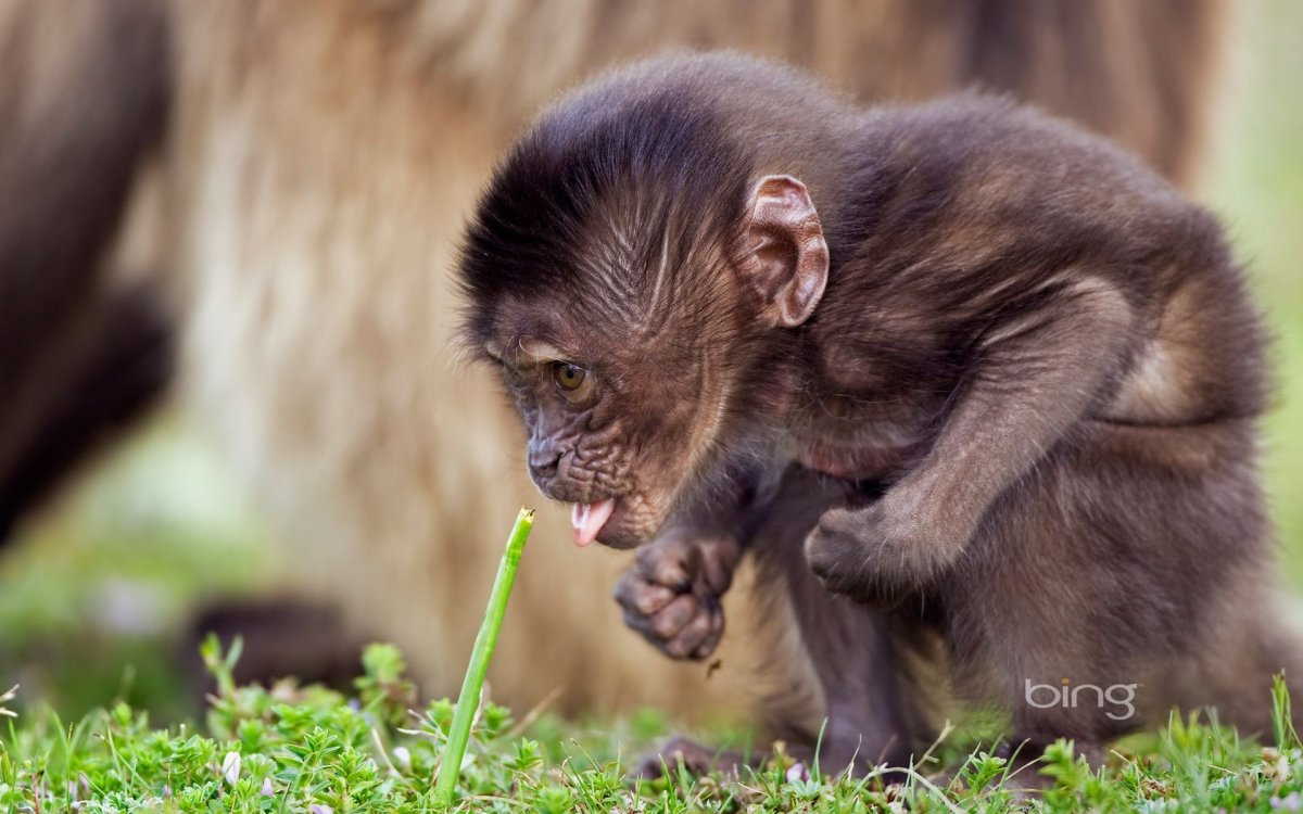 Злая обезьянка