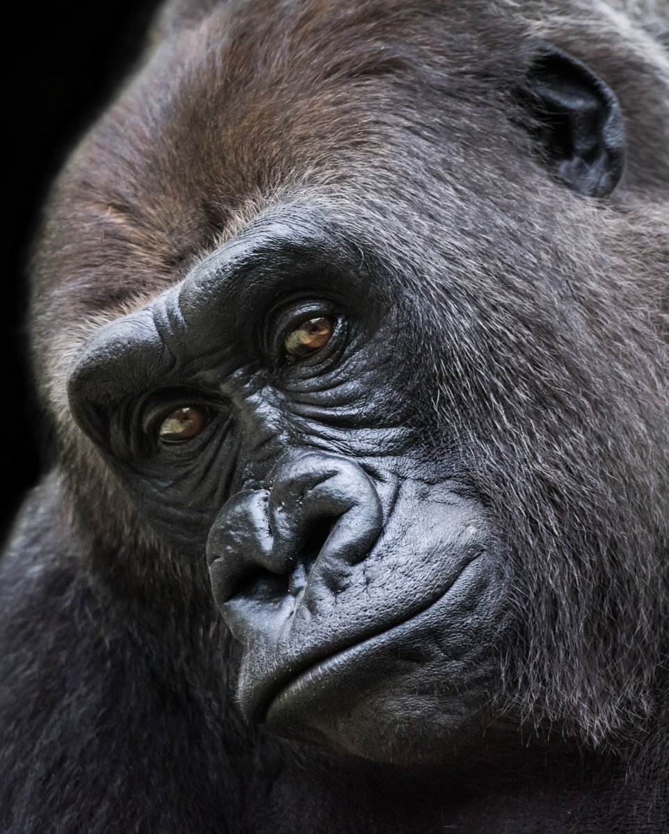 Грустная горилла
