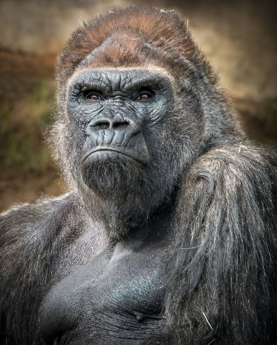 Эмоции шимпанзе