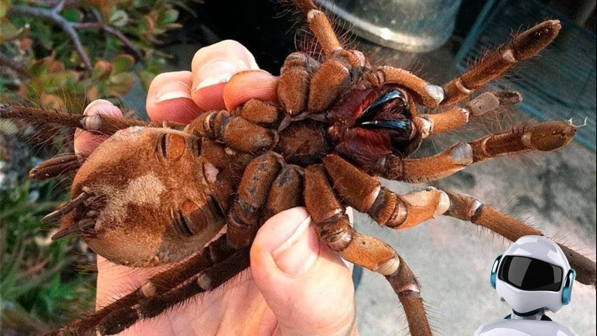 Самый большой в мире паук