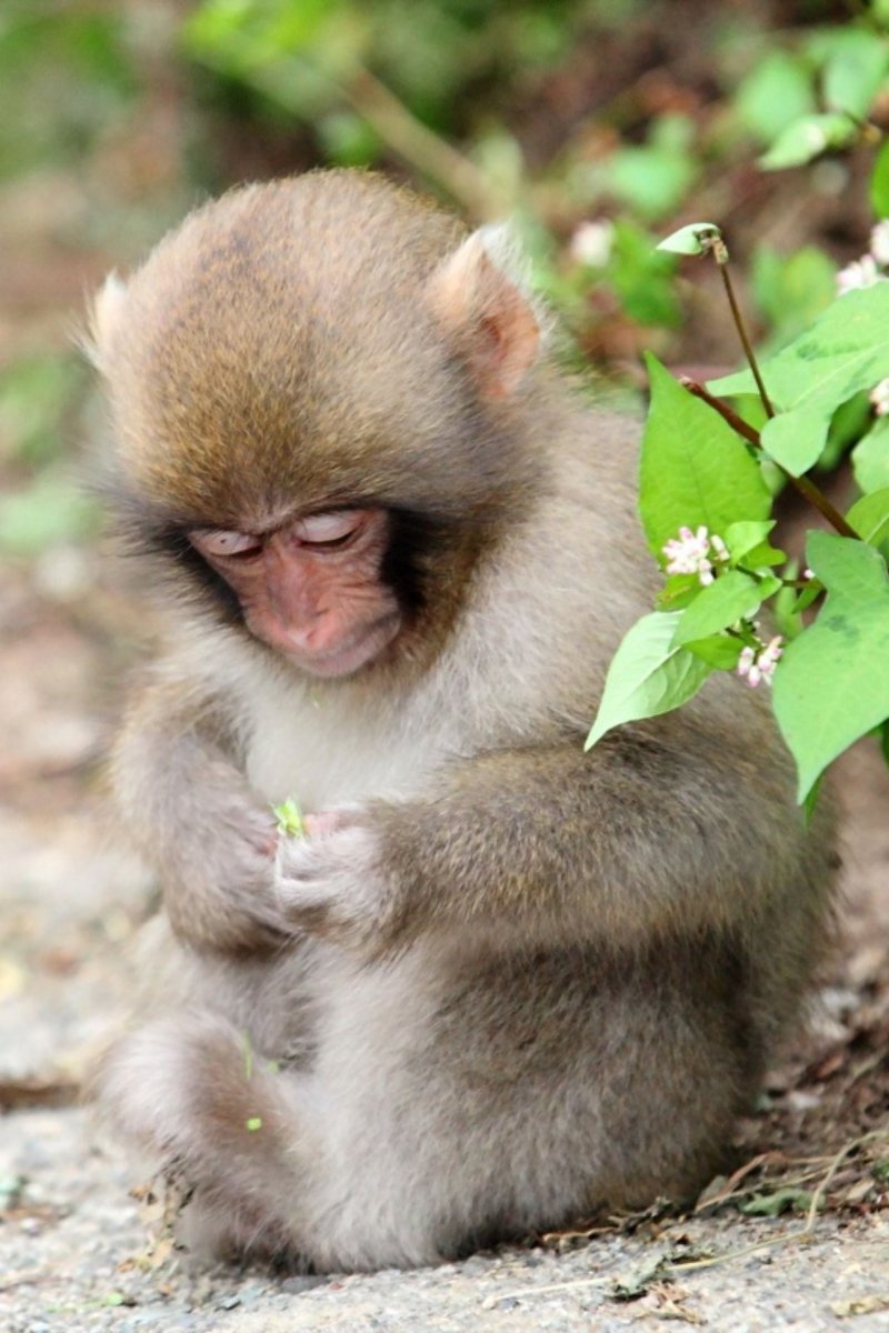 Обезьянка грустит