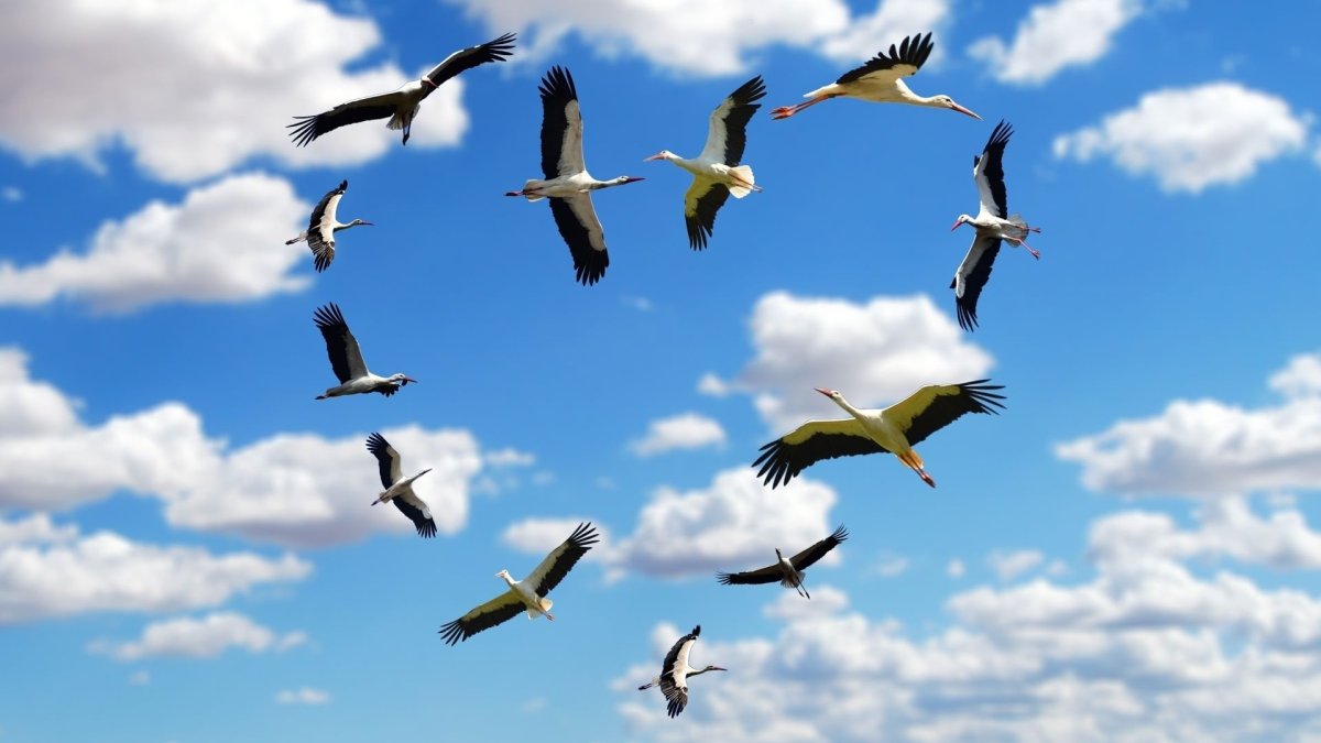 Журавли фон