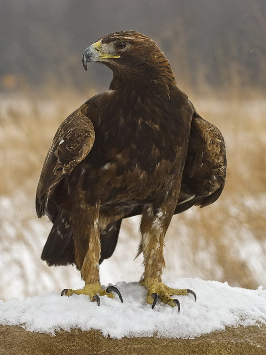 Беркут Халзан