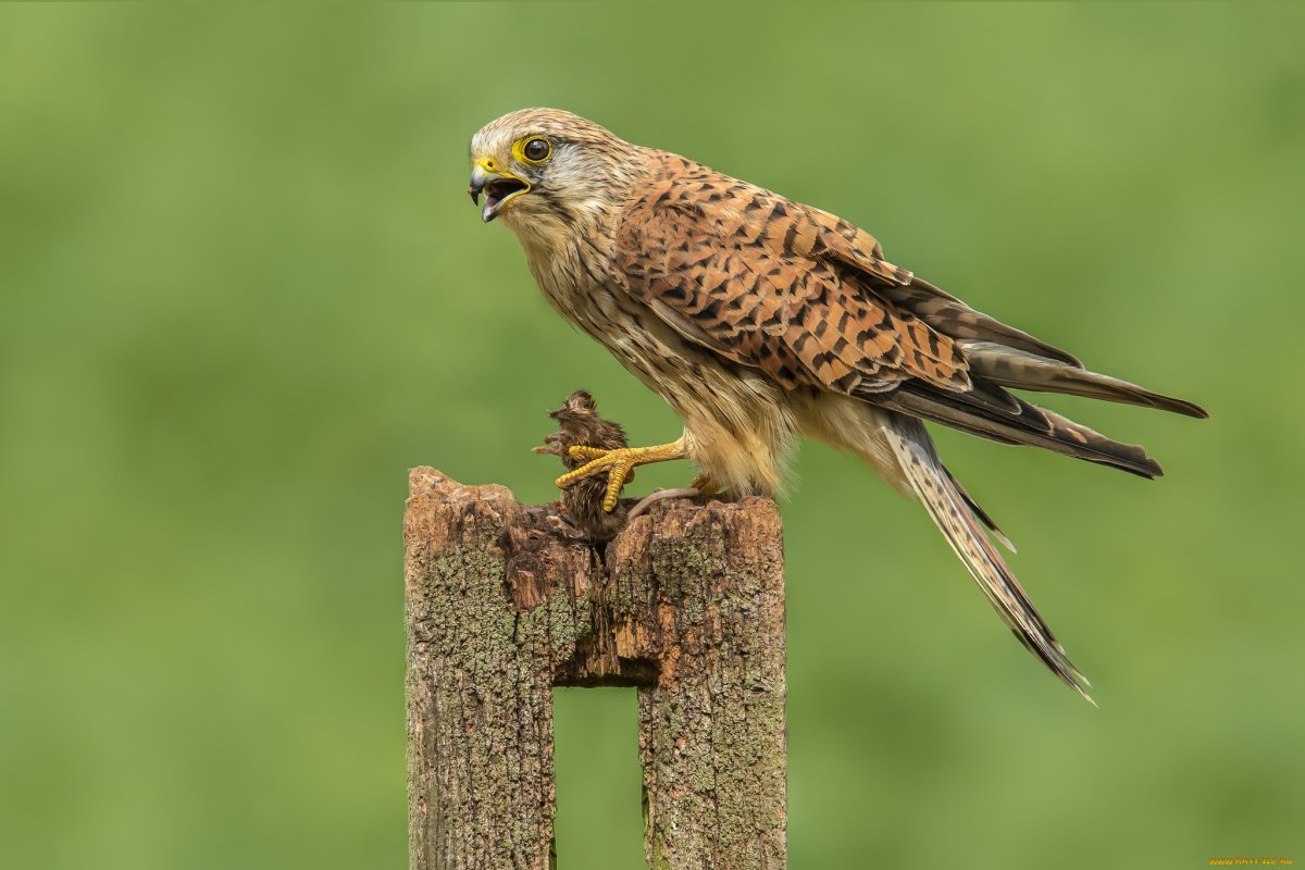 Сапсан птица