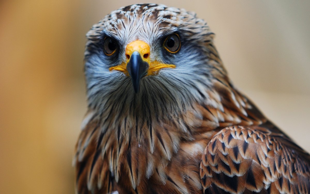 Сокол тетеревятник анфас