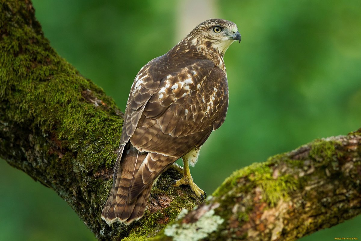 Хищные птицы Саратовской области