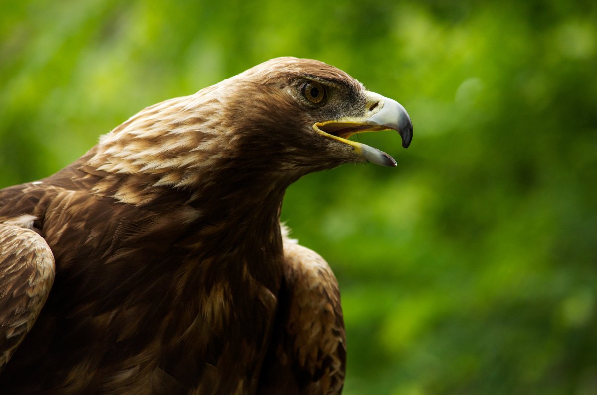 Хищные птицы Соколообразные