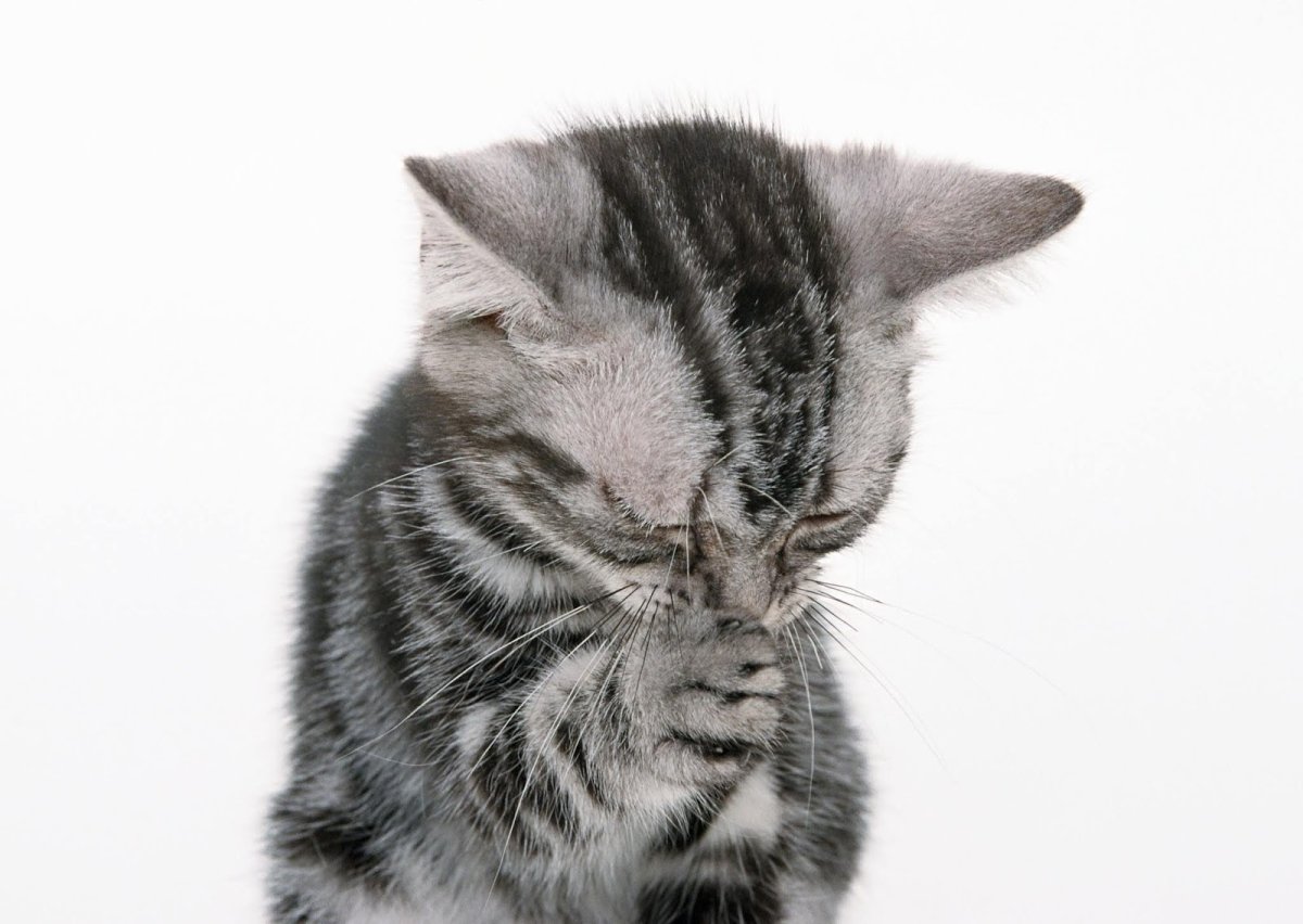 Котенок молится