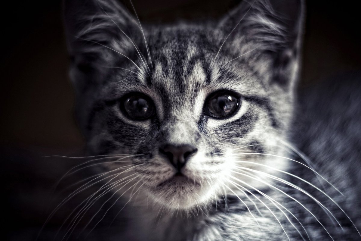Красивые мордочки кошек