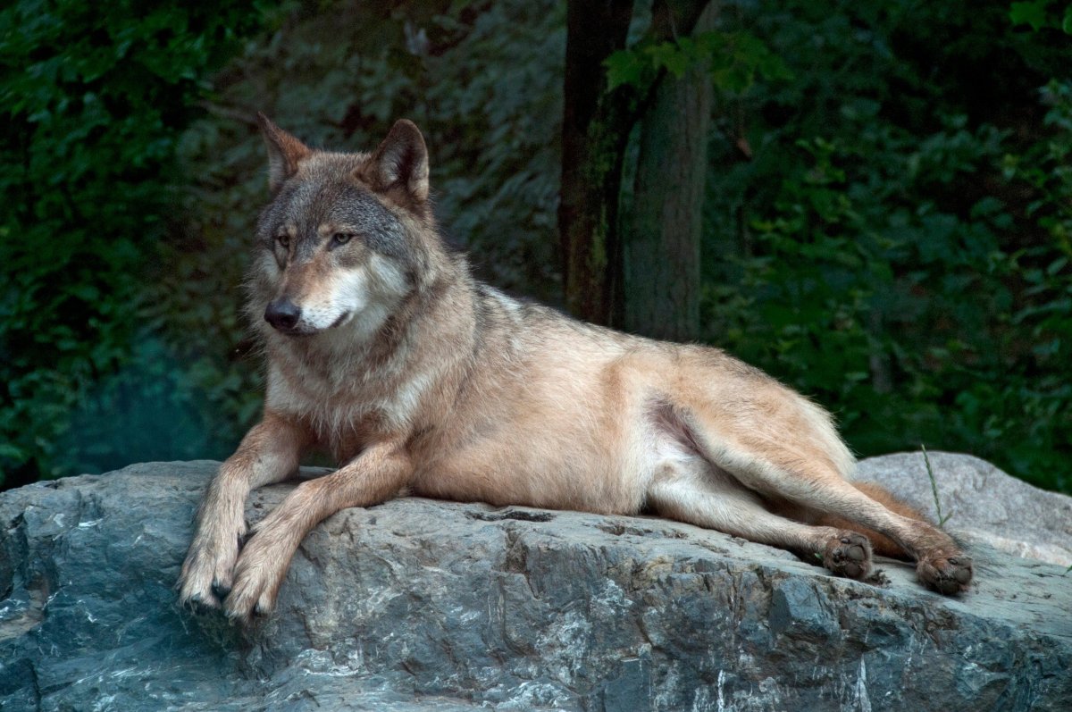 Карпатский волк