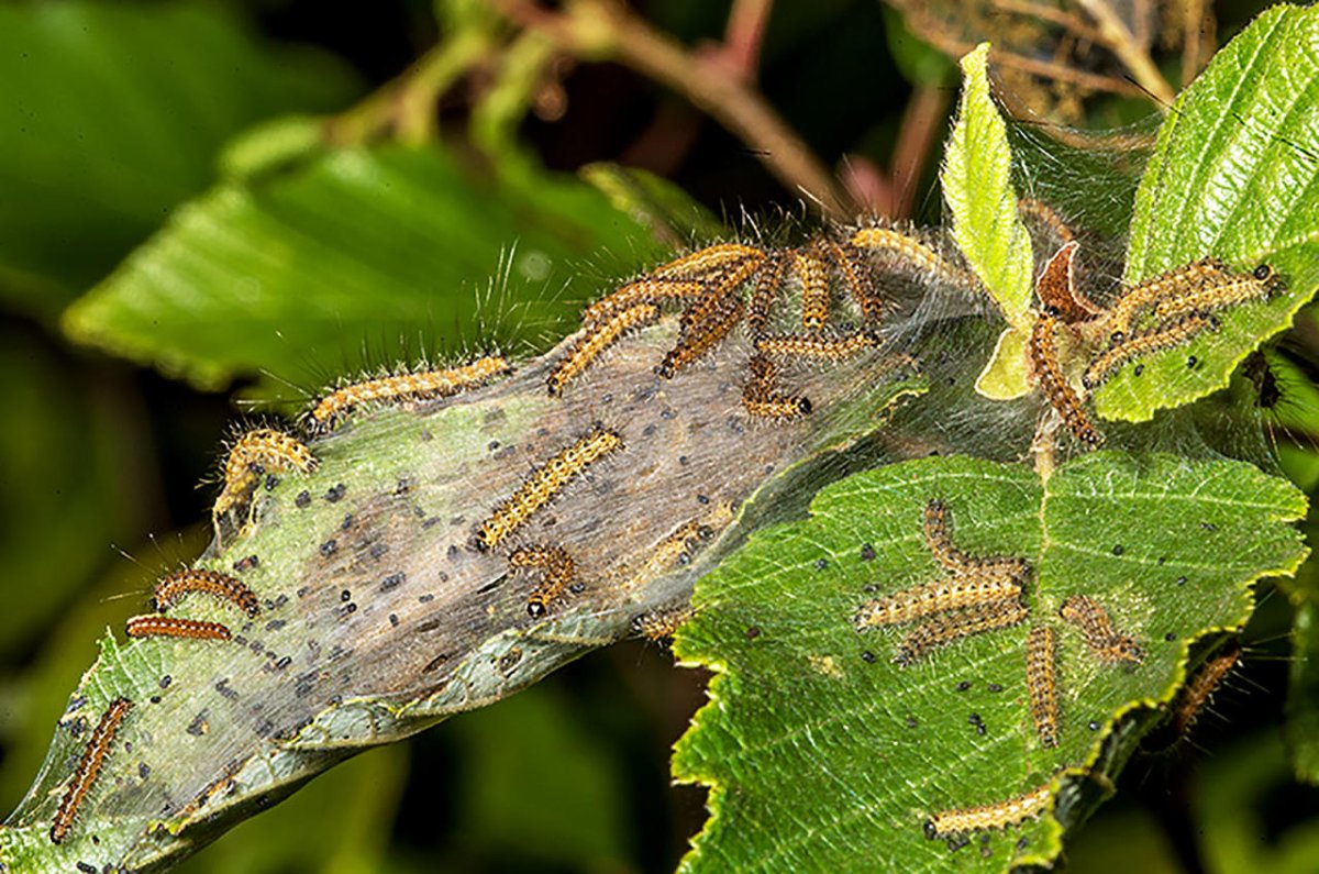 Американская белая бабочка карантинный