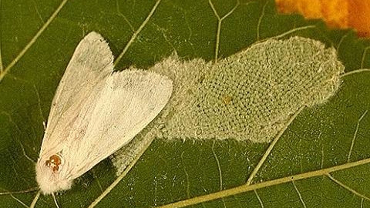 Американская белая бабочка