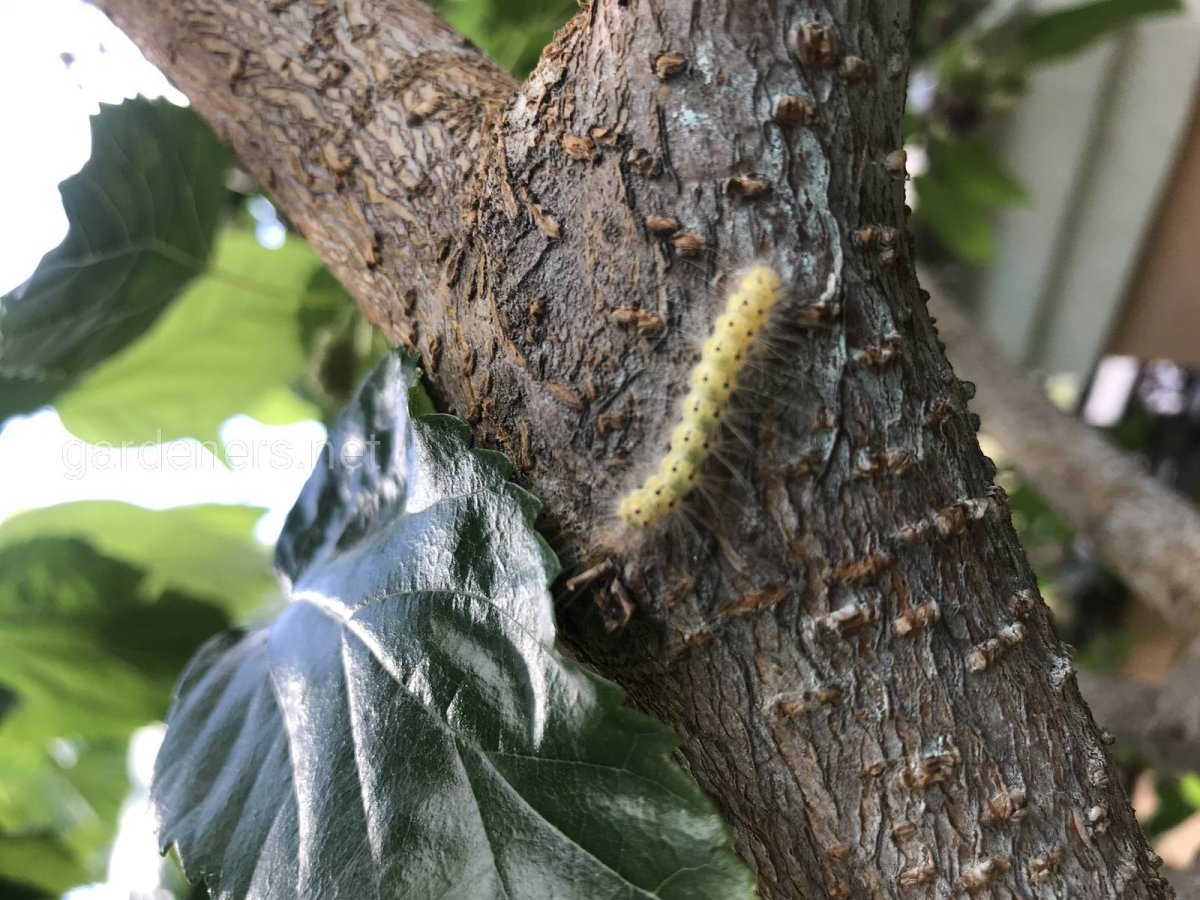 Белая бабочка на яблоне