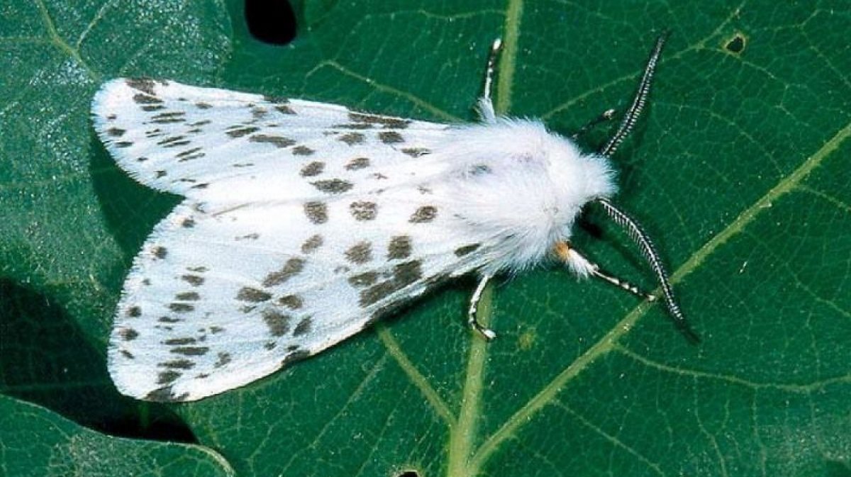 Американская белая бабочка Hyphantria cunea