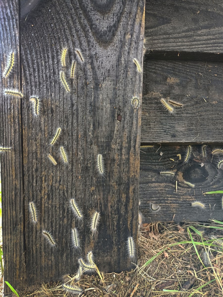 Бабочка белая