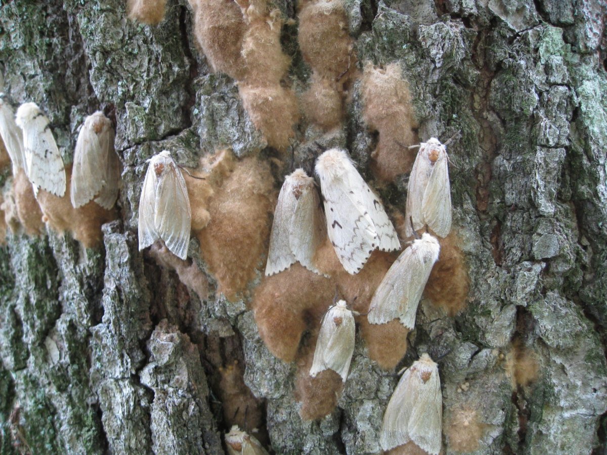 Американская белокрылая бабочка