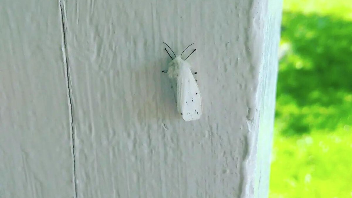 Гусеницы на сое