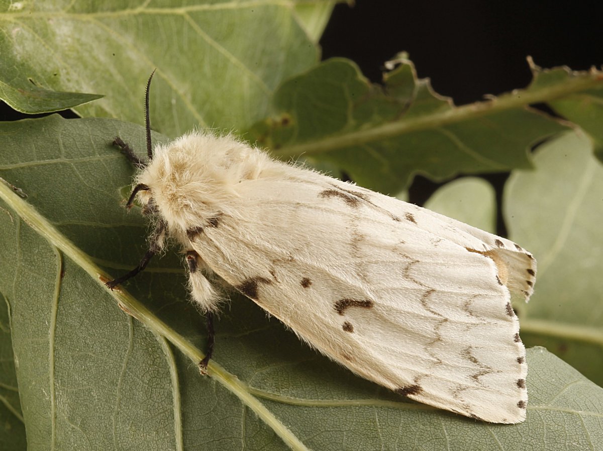 Hyphantria cunea гусеница