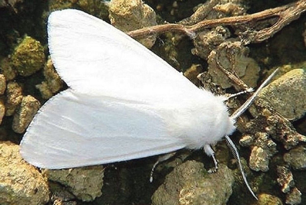 Гусеницы американской белой бабочки (Hyphantria cunea)