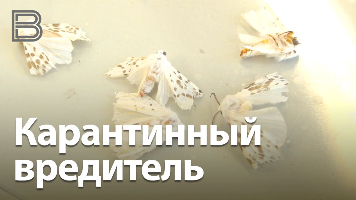 Томатная минирующая моль (tuta absoluta)