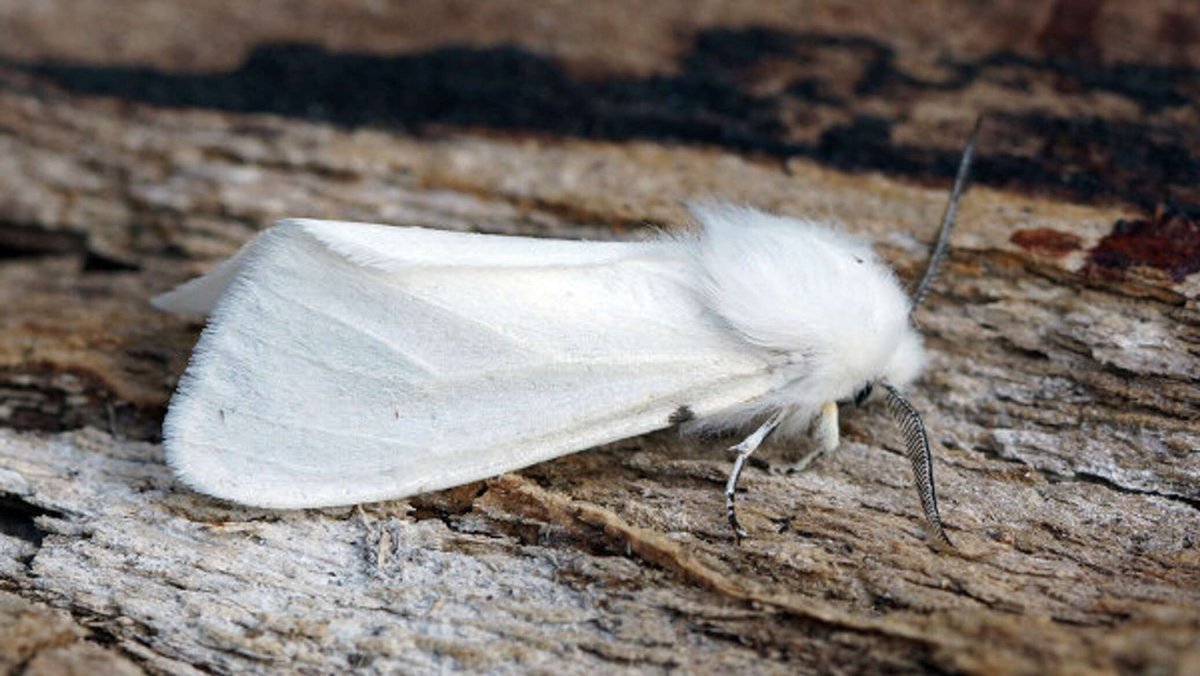 Американская белая бабочка Hyphantria cunea