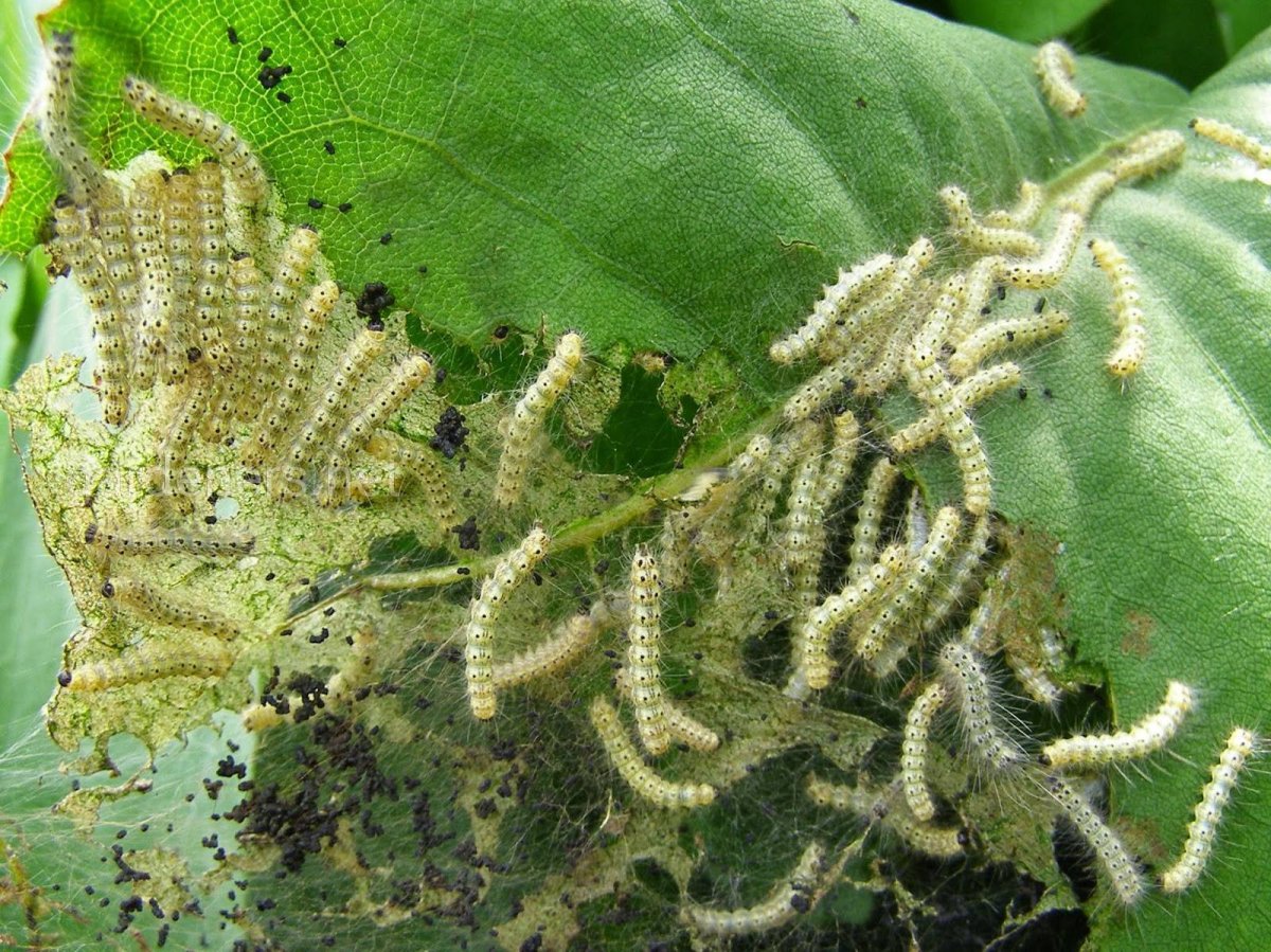 Американская бабочка на клене