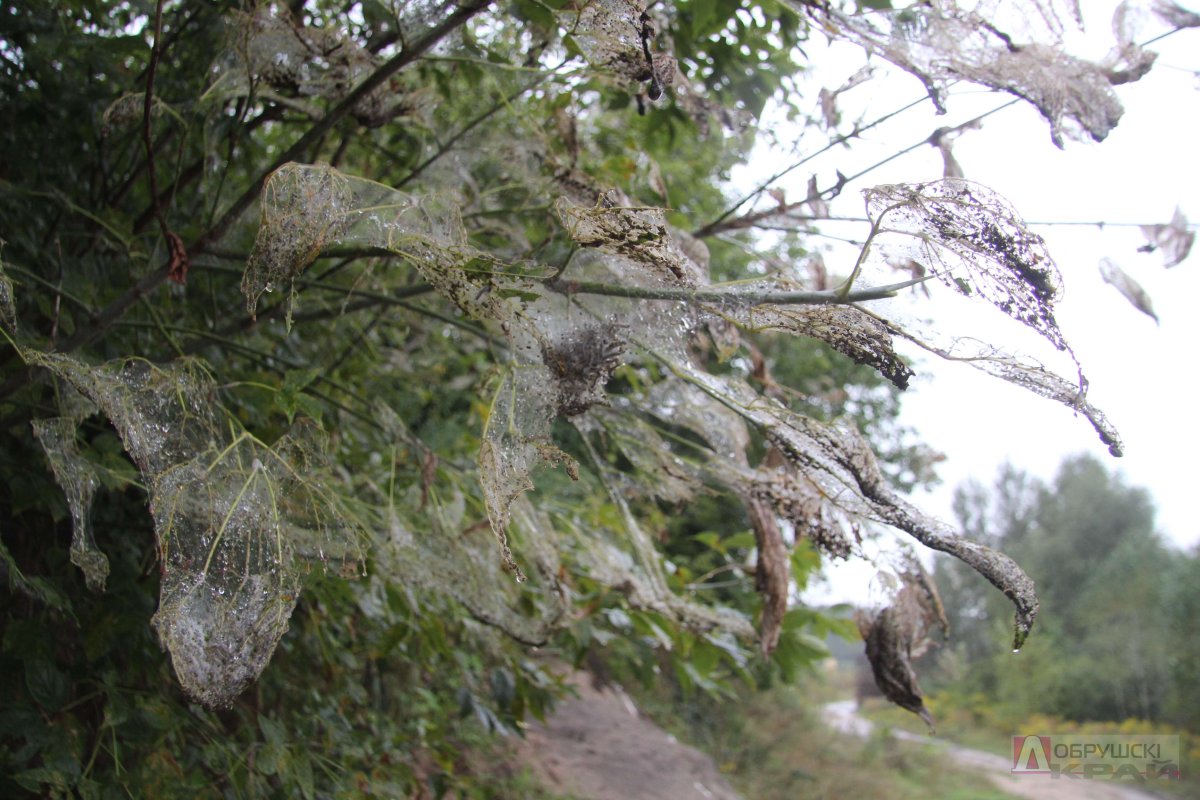 Мотыльки в Абхазии