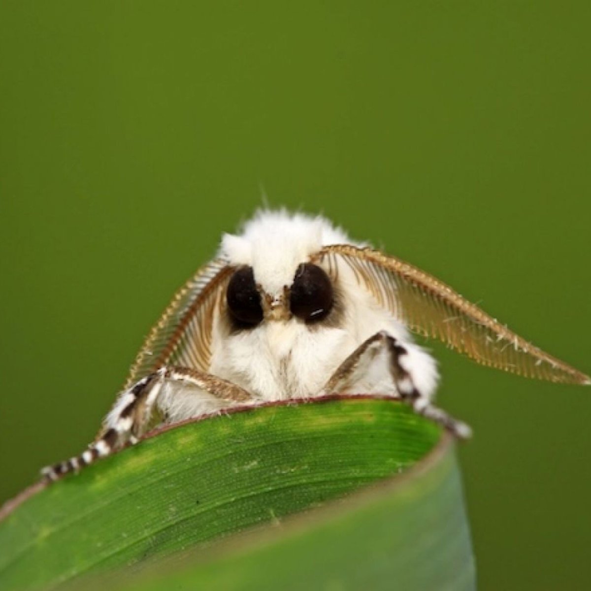 Огневка на самшите