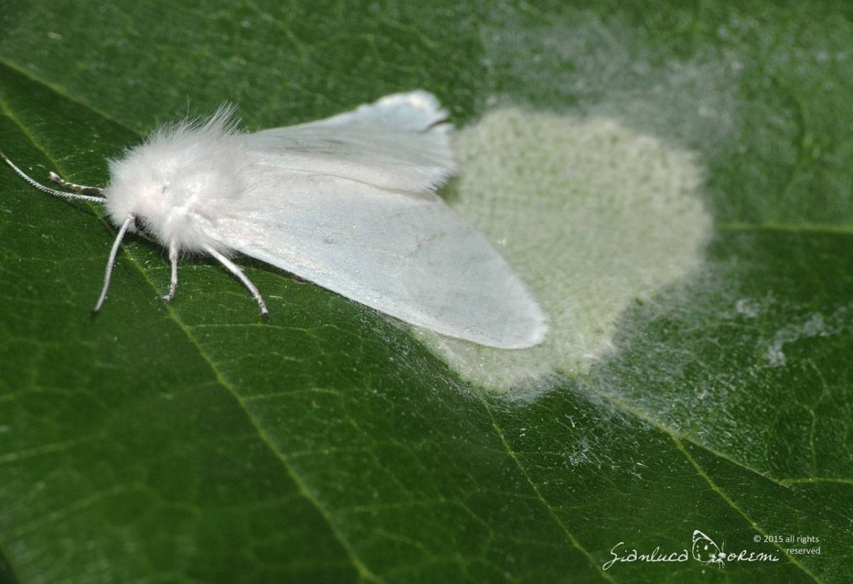 Американская белая бабочка ВНИИКР