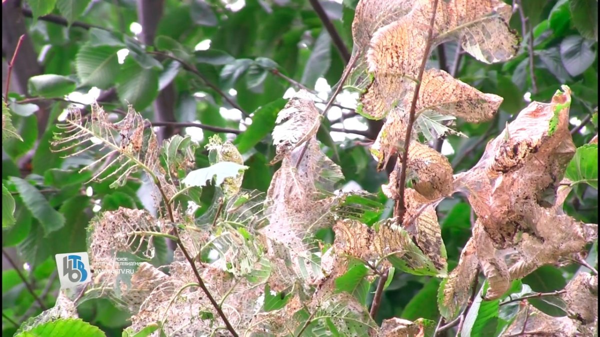 Паутинные гнезда белой американской бабочки.