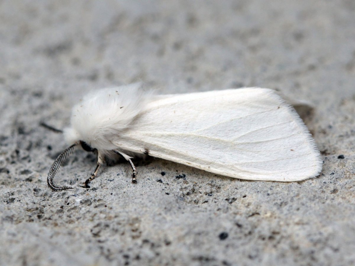 Клоп Платановая Кружевница