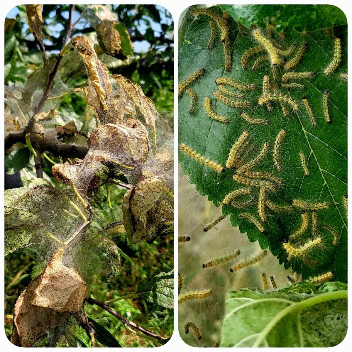 Американская белая бабочка Hyphantria cunea Drury