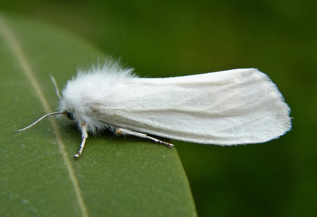 Американская белая бабочка