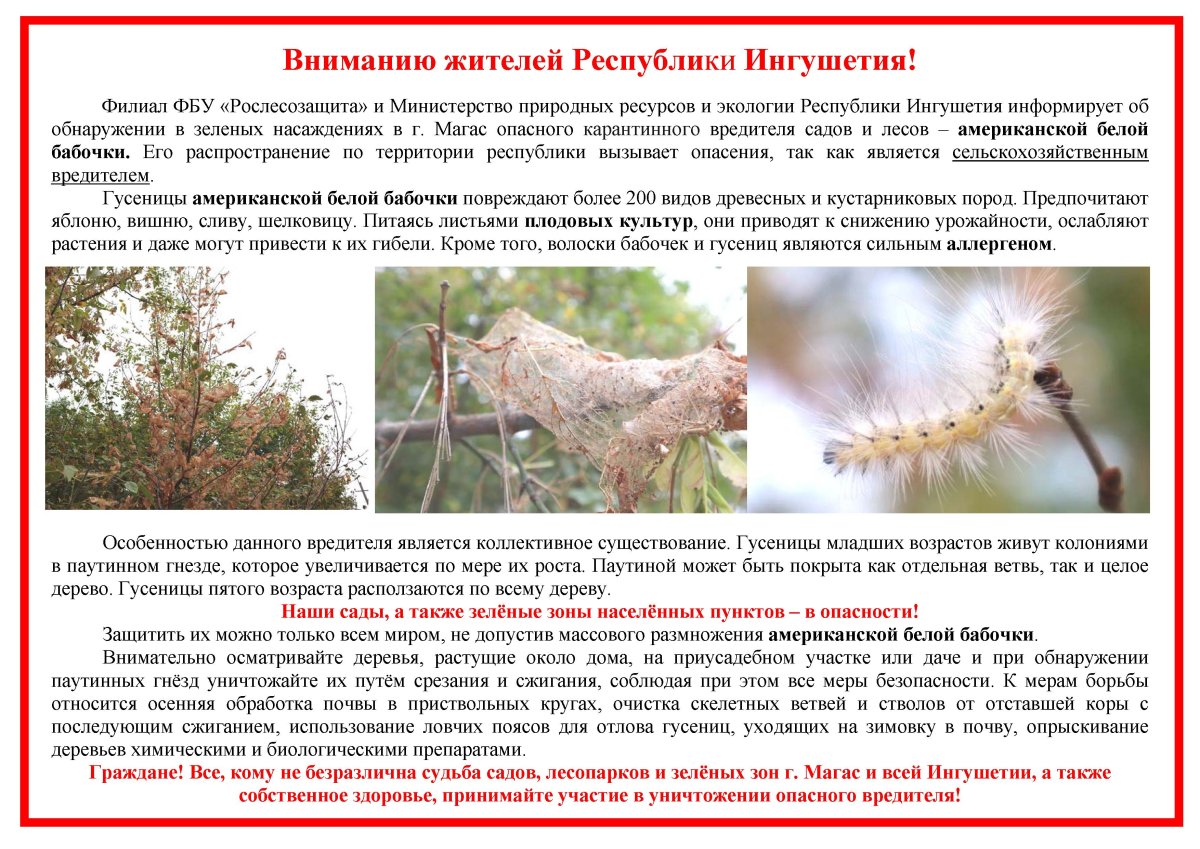 Гусеницы американской белой бабочки (Hyphantria cunea)