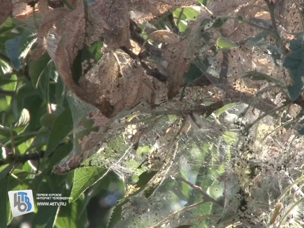 Горностаевая Черемуховая моль гусеница