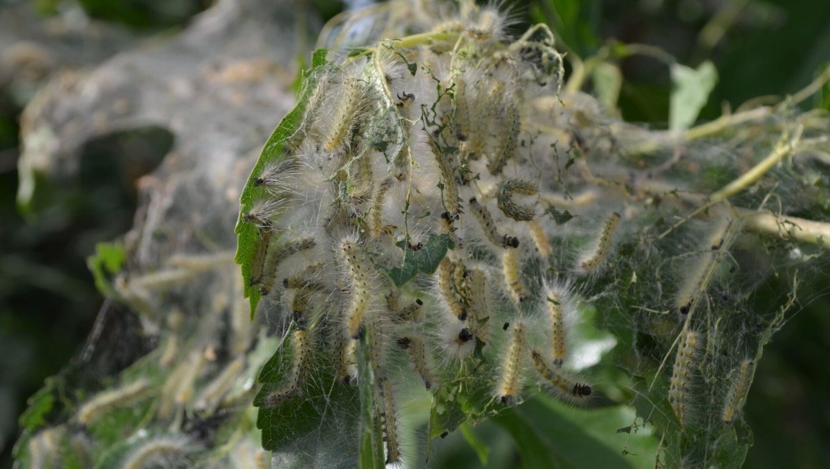 Кладка яиц непарного шелкопряда