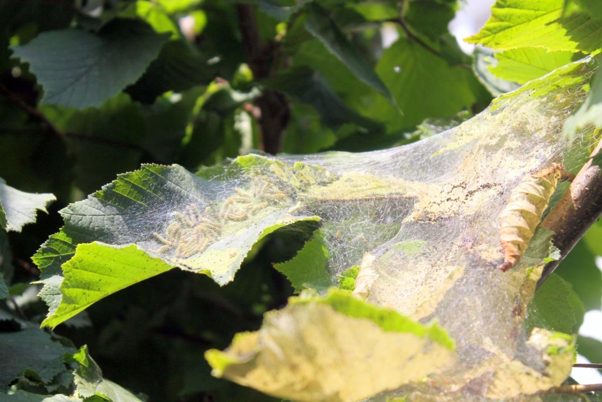 Американская белая бабочка деревья