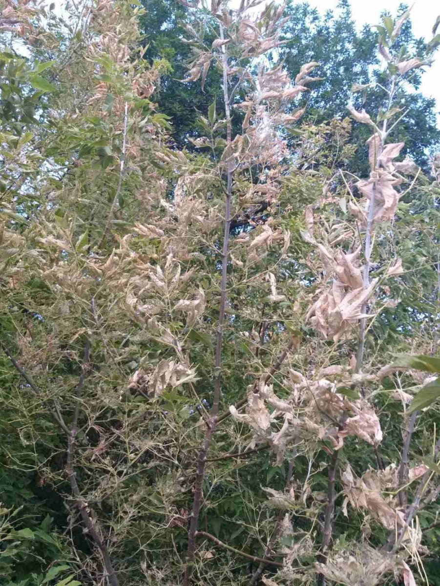 Американская белая бабочка паутина