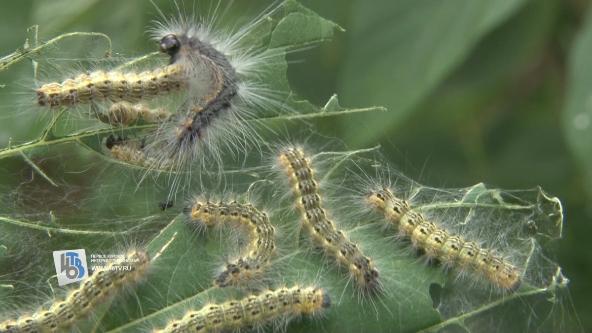 Яйцекладки непарного шелкопряда